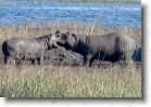 034 Hippo 4 DSC02971 * 1494 x 1043 * (799KB)